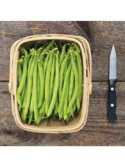 Antigua Bush Bean Organic Seeds -Garden Care Store 8610262 antigua bean 8 15 18 05v