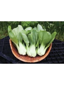 Silk Road Garden Organic Seed Collection, Set Of 6 -Garden Care Store 8610264 shanghai green pac choy 05v