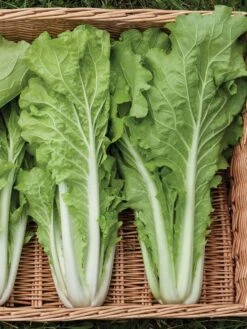 Silk Road Garden Organic Seed Collection, Set Of 6 -Garden Care Store 8610264 tokyo bekana 02v