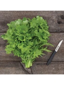 Wasabina Mustard Greens Organic Seeds 7 Wasabina Mustard Greens Organic Seeds -Garden Care Store 8610264 wasabina mustard 04v