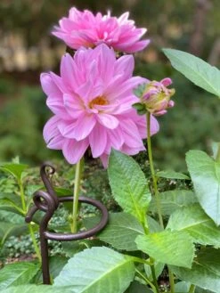 Arden Single Stem Supports, Set Of 2 9 Arden Single Stem Supports, Set Of 2 -Garden Care Store 8610375 5703 tif