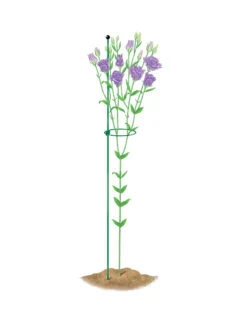 Peacock Mini Plant Support Rings 4", Set Of 2 12 Peacock Mini Plant Support Rings 4", Set Of 2 -Garden Care Store 8610386 peacock4x36