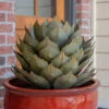 Desert Steel Artichoke Agave Sculpture -Garden Care Store 8610761 01v desert steel artichoke agave