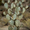 Desert Steel Prickly Pear Cactus Sculpture, Grande -Garden Care Store 8610769 02v desert steel prickly pear cactus grande
