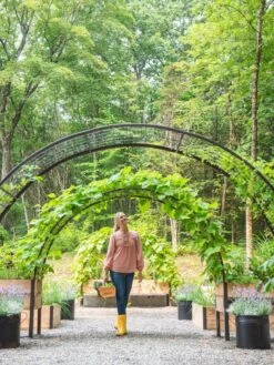 2’ X 8’ Arch Trellis For Planter Boxes 14 2’ X 8’ Arch Trellis For Planter Boxes -Garden Care Store 8610798 071 tif