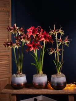 Cybister Potted Amaryllis