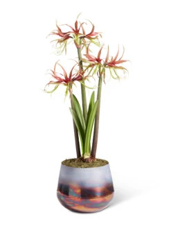 Cybister Potted Amaryllis 15 Cybister Potted Amaryllis -Garden Care Store 8611120 chico 2021 09