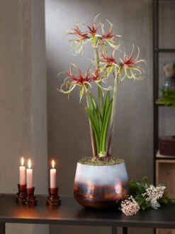 Cybister Potted Amaryllis 14 Cybister Potted Amaryllis -Garden Care Store 8611120 chico 2021 10
