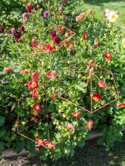 Parasol Plant Supports, Set Of 3 -Garden Care Store 8611129 050 tif