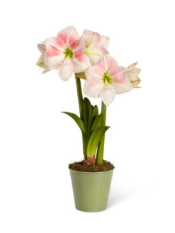 Star Potted Amaryllis 15 Star Potted Amaryllis -Garden Care Store 8611499 2022 rosystar silo rosy star potted amaryllis