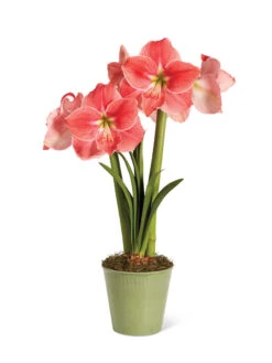 Star Potted Amaryllis 14 Star Potted Amaryllis -Garden Care Store 8611500 2022 sweetstar silo sweet star potted amaryllis