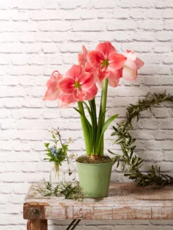 Star Potted Amaryllis 13 Star Potted Amaryllis -Garden Care Store 8611500 2022 sweetstar sweet star potted amaryllis