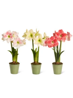 Star Potted Amaryllis 17 Star Potted Amaryllis -Garden Care Store 8611508 2022 starpotted silo