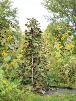 DIY Connector For Teepee Trellis 17 DIY Connector For Teepee Trellis -Garden Care Store 8611896 062 tif