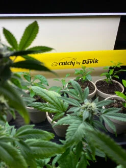 Catchy Natural Greenhouse Pest Protection Sticky Roll, 30’ -Garden Care Store 8611979 8004