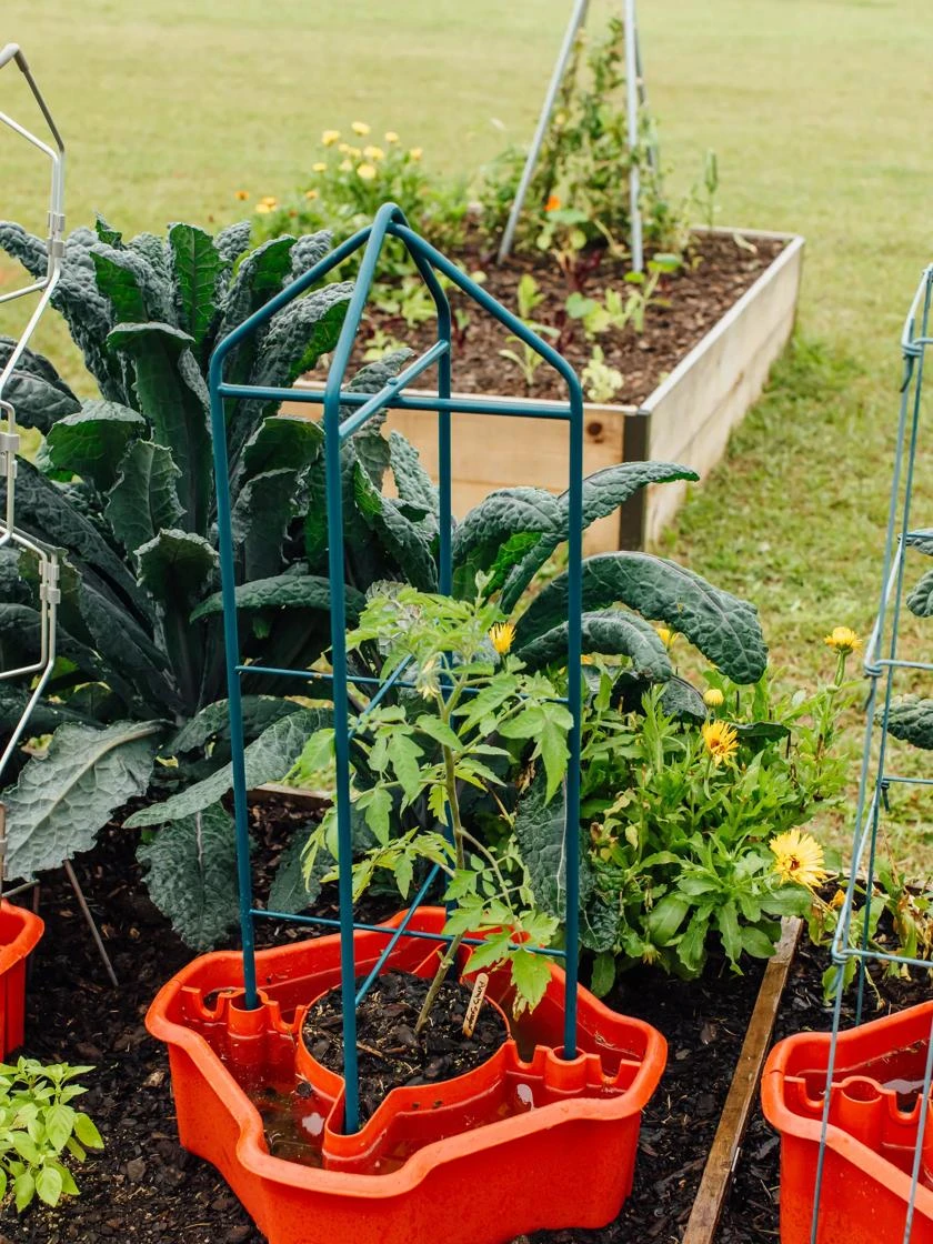 Deluxe Tomato Halos, Set Of 2 6 Deluxe Tomato Halos, Set Of 2 - Image 4