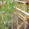 Coco Trellis Netting, 4' X 15' 2 Coco Trellis Netting, 4' X 15' -Garden Care Store 8612050 1124 tif