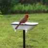 White Enamel Bathtub Birdbath