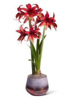 Cybister Potted Amaryllis 11 Cybister Potted Amaryllis -Garden Care Store 8612501 bogota silo 2022