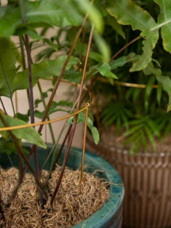 Brass Plated Grow Throughs, Set Of 2 11 Brass Plated Grow Throughs, Set Of 2 -Garden Care Store 8612661 0043