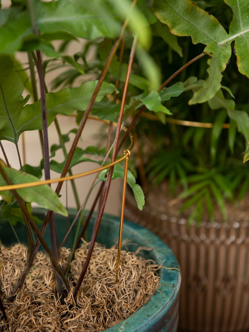 Brass Plated Grow Throughs, Set Of 2 6 Brass Plated Grow Throughs, Set Of 2 - Image 4