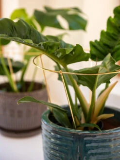 Brass Plated Grow Throughs, Set Of 2 10 Brass Plated Grow Throughs, Set Of 2 -Garden Care Store 8612662 0047 brass plated grow throughs set of 2