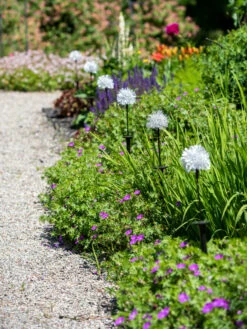 Dandelion Solar Stake -Garden Care Store 8612713 4472