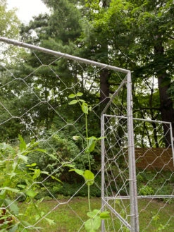 Chicken Wire Pea Trellis -Garden Care Store 8612718 7302