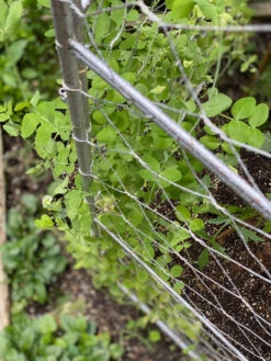 Chicken Wire Pea Trellis -Garden Care Store 8612718 7312