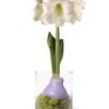 Easy Care Spring Waxed Amaryllis In Vase 2 Easy Care Spring Waxed Amaryllis In Vase -Garden Care Store 8612756 14937 easy care spring waxed amaryllis in vase