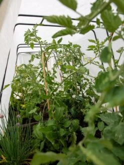 Cotton All Purpose Garden Cover 10 Cotton All Purpose Garden Cover -Garden Care Store 8612815 0039 tif