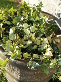 Round Rain Barrel With Planter, 35 Gallons -Garden Care Store 8612856WALNT 03V tif