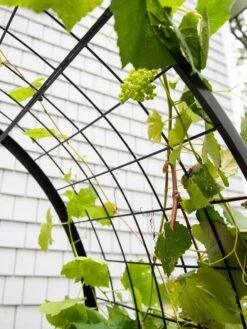 2’ X 4’ Arch Trellis For Planter Boxes -Garden Care Store 8612976 0436