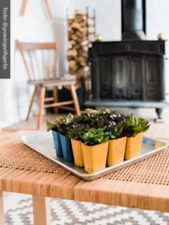 Gardener's Best® XL 6-Cell Planting Tray, Set Of 4 -Garden Care Store 8613031 01IN cdt