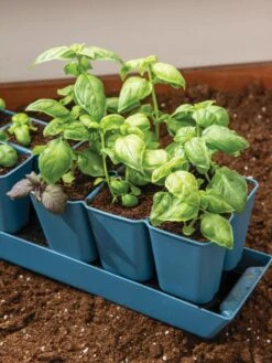 Gardener's Best® XL 6-Cell Planting Tray, Set Of 4 -Garden Care Store 8613031 6302