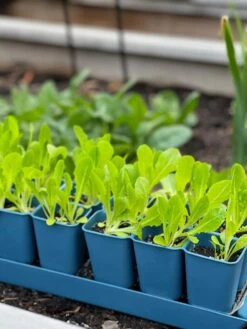 Gardener's Best® XL Seed Starting Kit -Garden Care Store 8613066 01TEST