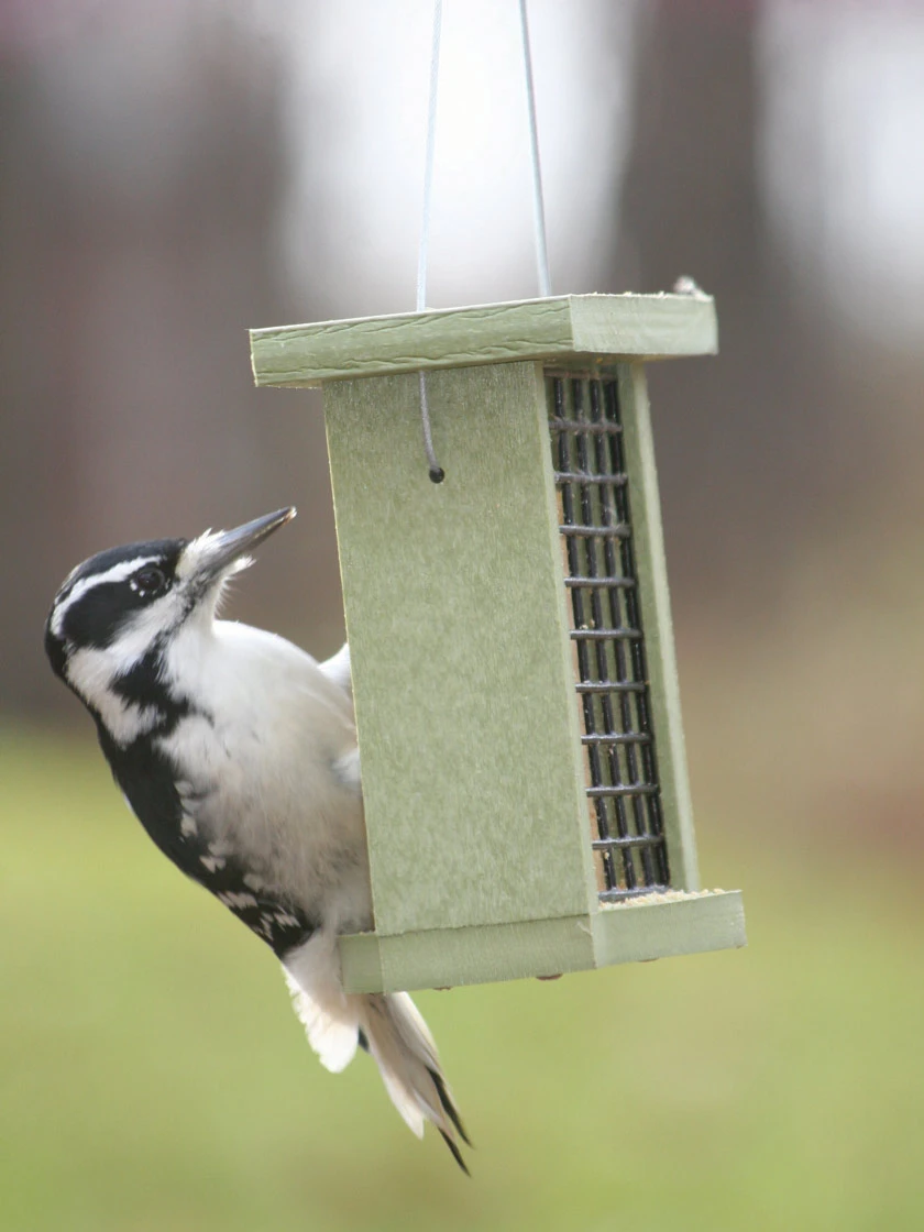 Birds Choice™ Suet Feeder 3 Birds Choice™ Suet Feeder