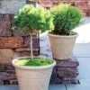 Self-Watering LavaStone® Anson Pot -Garden Care Store 8613256 0124 self watering lavastone anson pot