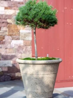 Self-Watering LavaStone® Anson Pot -Garden Care Store 8613256 0135