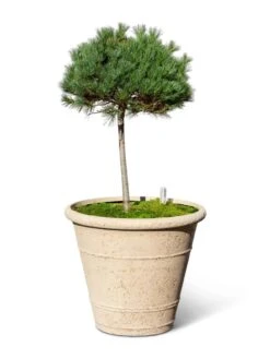 Self-Watering LavaStone® Anson Pot -Garden Care Store 8613256 0138