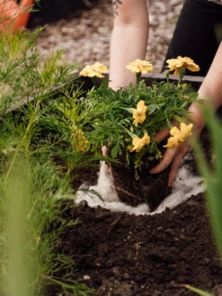 Hortiwool ®, Starter Garden Pad -Garden Care Store 8613263 12v 1