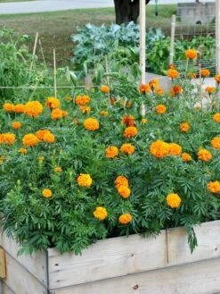 SeedSheets Organic Vegetable Garden, Easy Breezy Caprese, 4' X 8' -Garden Care Store 8613295 04V