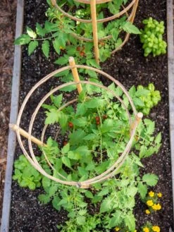Bamboo Tomato Cages, Set Of 3 -Garden Care Store 8613426 6921