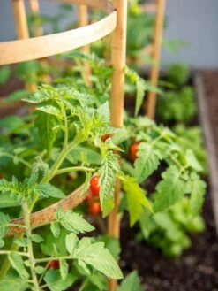 Bamboo Tomato Cages, Set Of 3 -Garden Care Store 8613426 6934