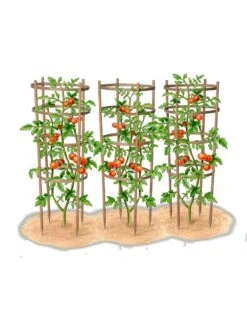 Bamboo Tomato Cages, Set Of 3 -Garden Care Store 8613426 art