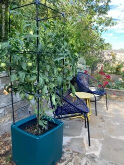 Oasis Self-Watering Tomato Planter With Trellis -Garden Care Store 8613440 01IN