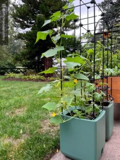 Oasis Self-Watering Tomato Planter With Trellis -Garden Care Store 8613440 02TEST