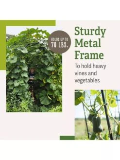 Titan Squash Tunnel 13 Titan Squash Tunnel -Garden Care Store B07932DMCR plantsupport benefits 2