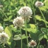 White Clover Seed, 1/2 Lb. -Garden Care Store GS35957 01K