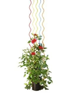 Rainbow Spiral Supports, Set Of 5 15 Rainbow Spiral Supports, Set Of 5 -Garden Care Store GS36377 03S tif